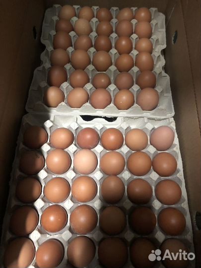Домашние куриные яйца оптом