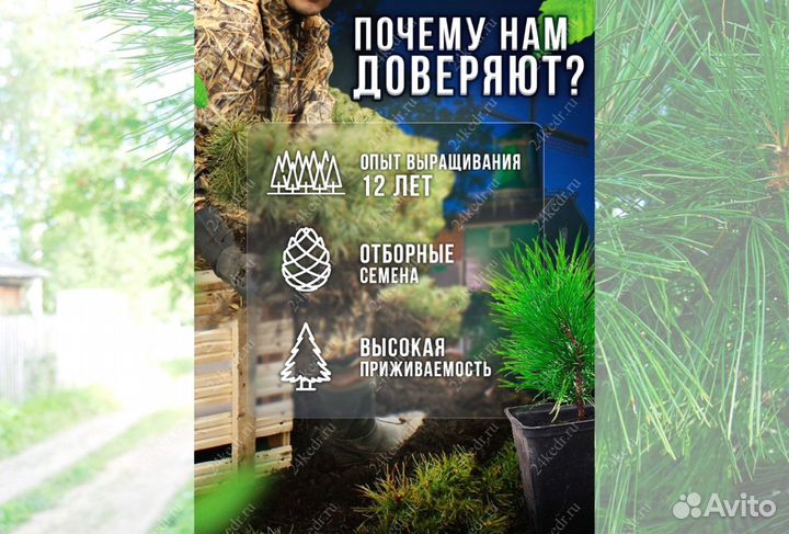 Саженцы кедра от производителя