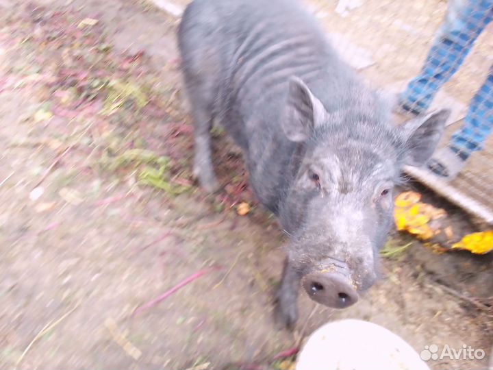 Вьетнамский вислобрюхий хряк