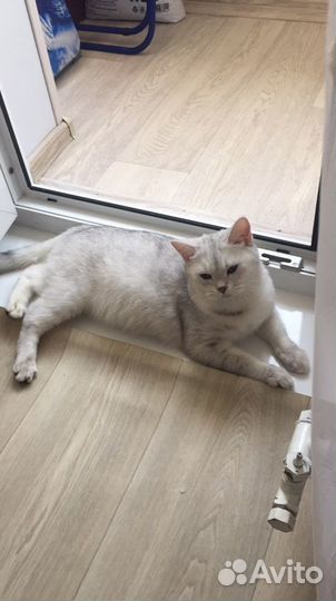 Шотландская кошка