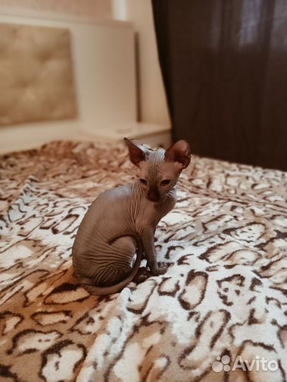 Канадский сфинкс котенок девочка