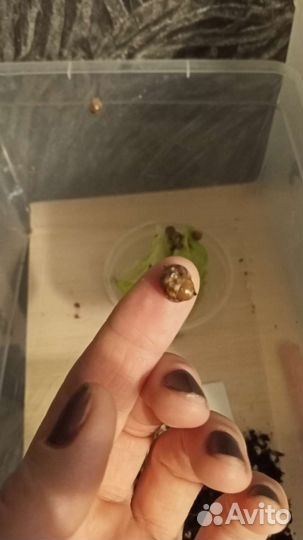 Улитки ахатины