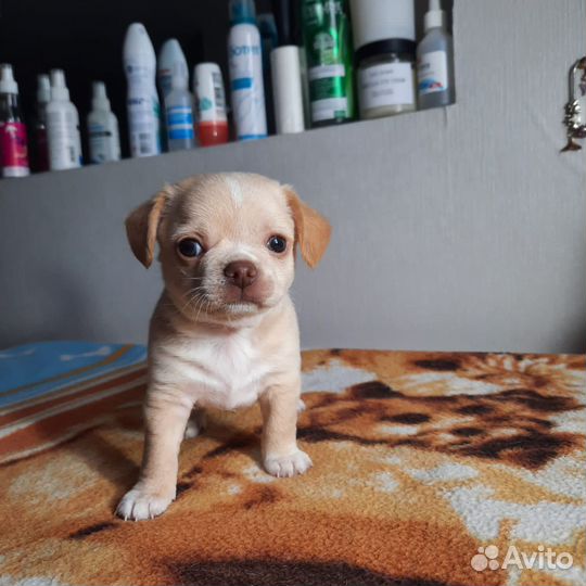 Щенки чихуахуа стандарт