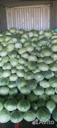 Капуста Агрессор