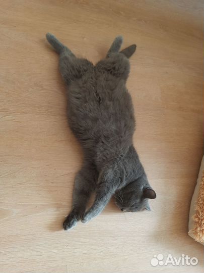 Британские котята