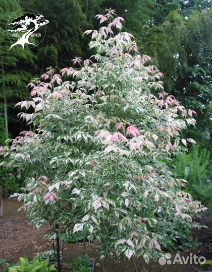 Клен Фламинго