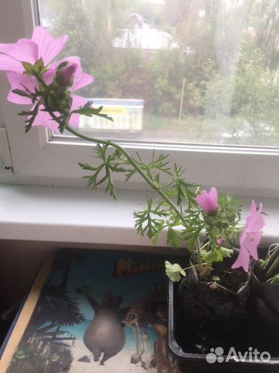 Сидальцея розовая