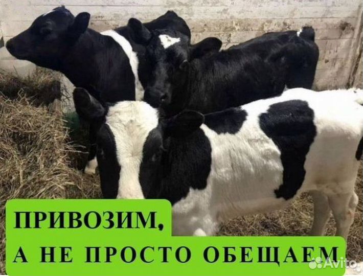 Телята Бычки от 1 месяца