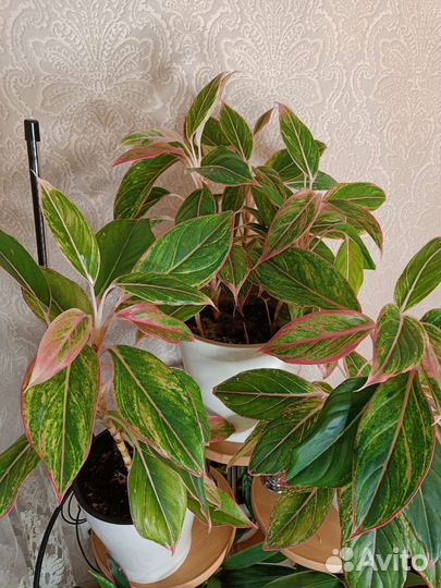 Аглаонема крит