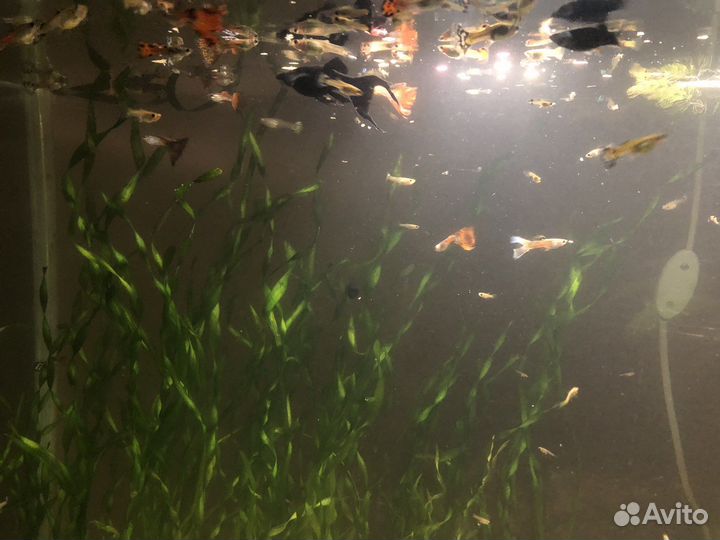 Аквариумные рыбки гуппи