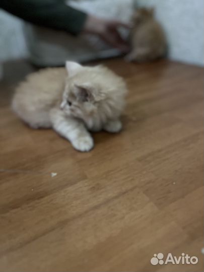 Продам котят