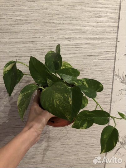 Сциндапсус золотистый