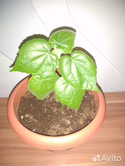 Абутилон (цветёт коралловым)