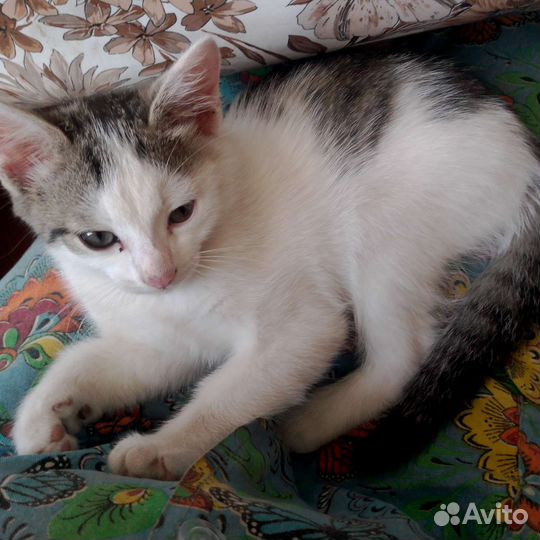 Котенок