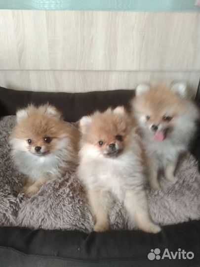 Щенки шпица