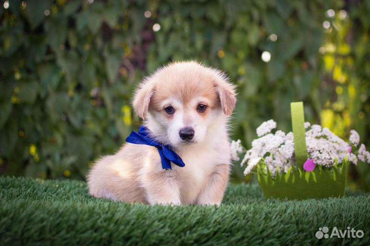 Вельш-корги пемброк