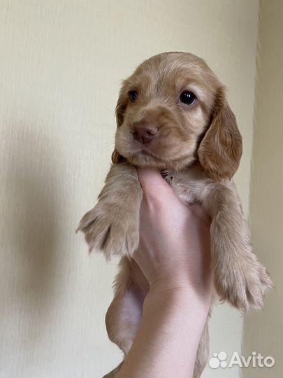 Кокер спаниель