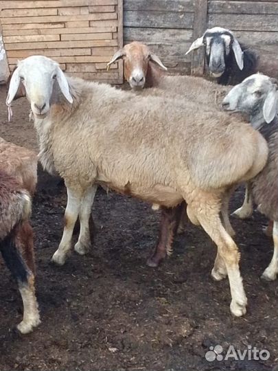 Курдючные бараны