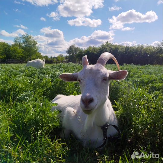 Телята и дойные козы