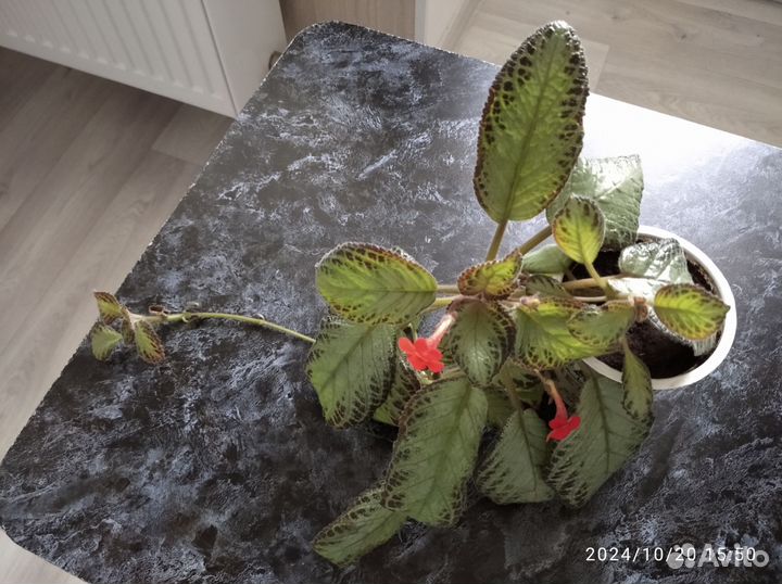 Бегония ампельная