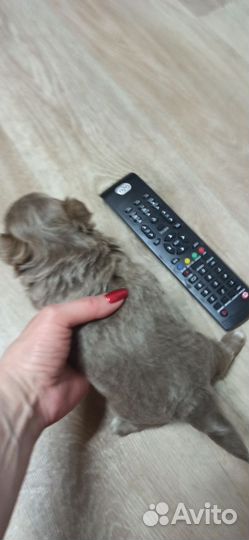 Щенки чихуахуа длинношерстные