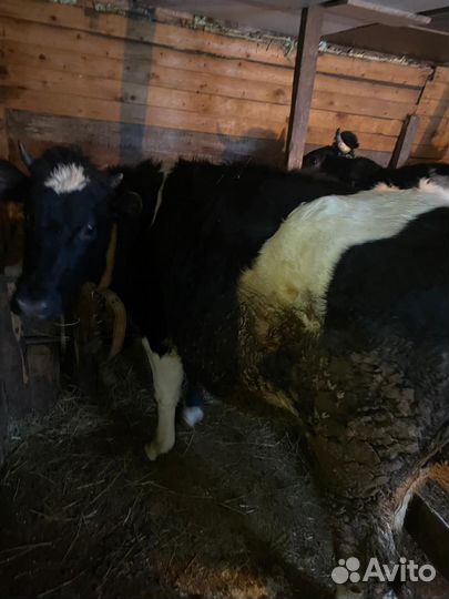 Коровы телки