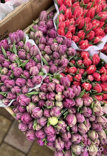 Тюльпаны на 8 марта. Букет тюльпанов