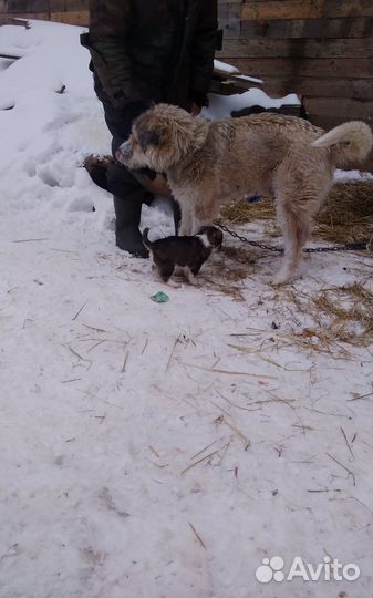 Щенок,кобель