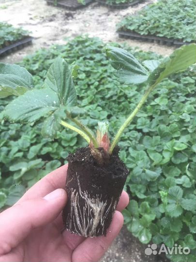 Кассетная рассада