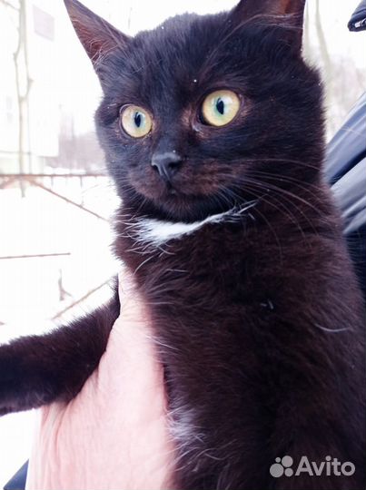 Молоденький котик Даня в добрые руки