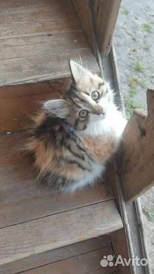 Трехшерстные котята