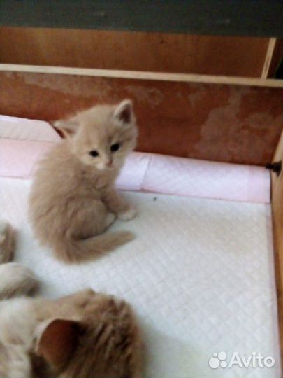 Кошки