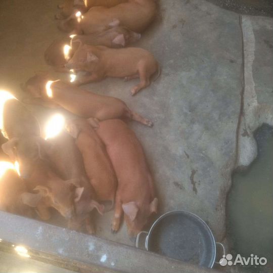 Поросята дюрок