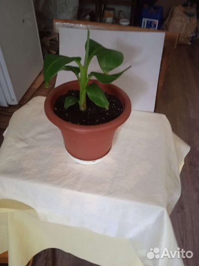 Банан райский/musa paradisiaca