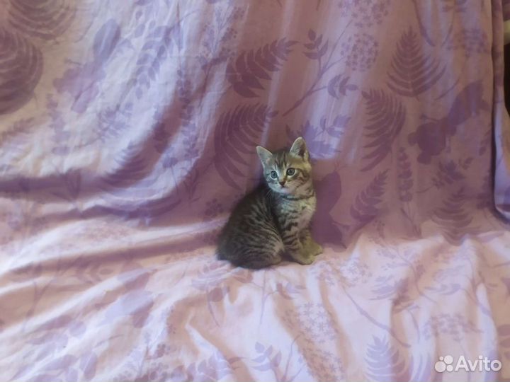 Котенка отдам в добрые руки бесплатно