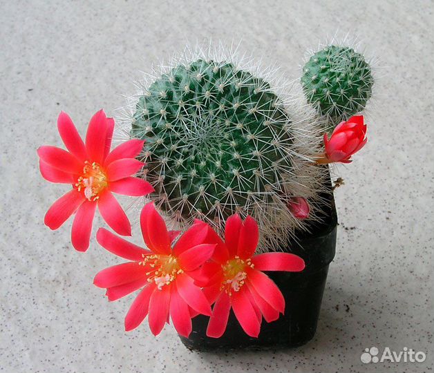 Кактус Rebutia