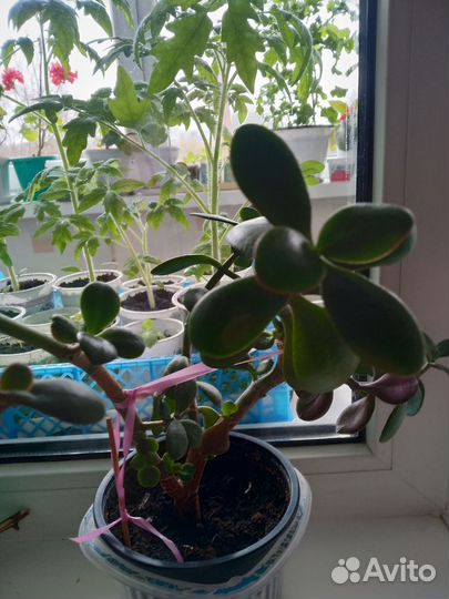 Домашние цветы