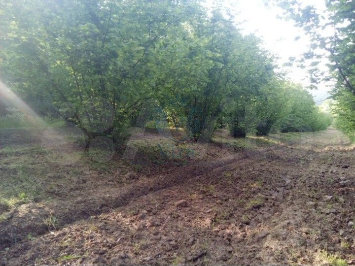 Участок 2 га (личное подсобное хозяйство (лпх))