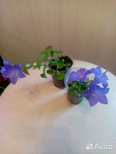 Кампанула, Бегонии