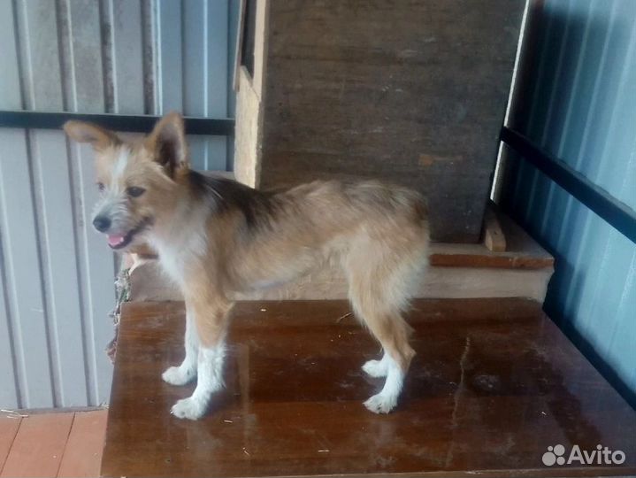 Маленькая собака в добрые руки