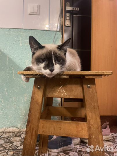 Кошка в дар