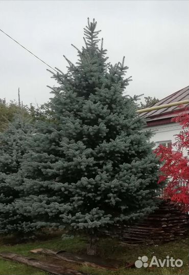 Ель голубая