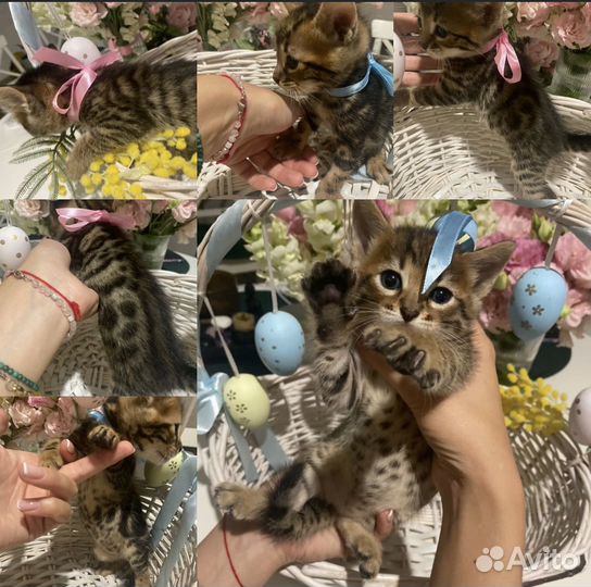 Бенгальские котята