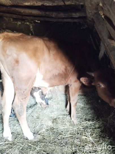 Бычки и телята