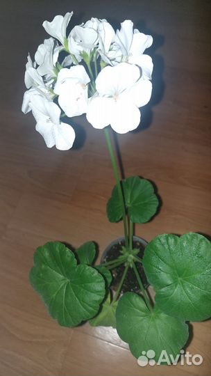 Герань пеларгония белая