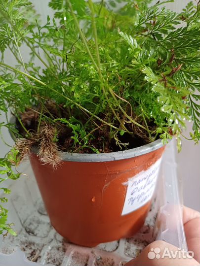 Папоротники