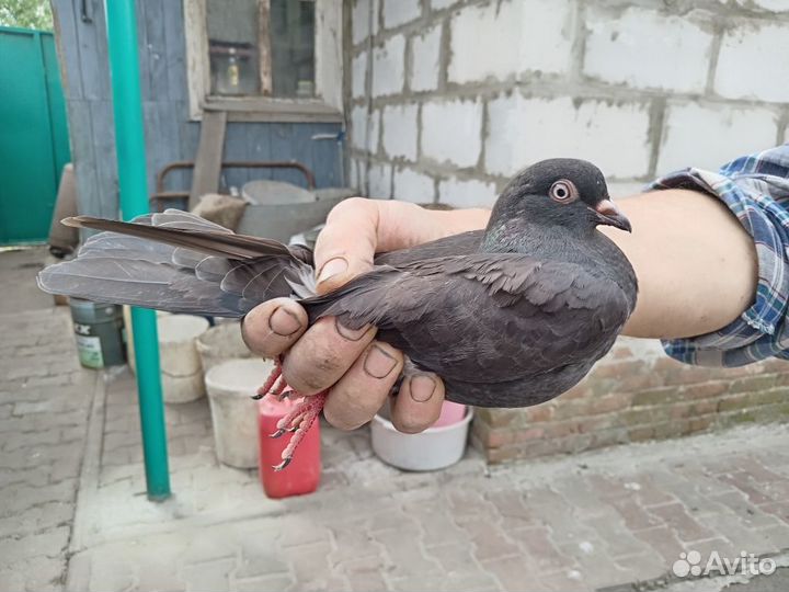 Продам голубей