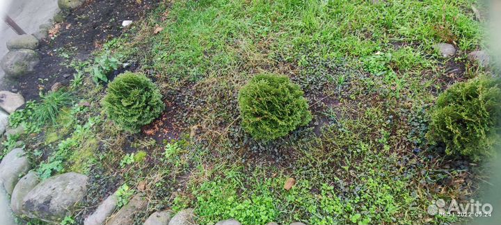 Тут шаровидные