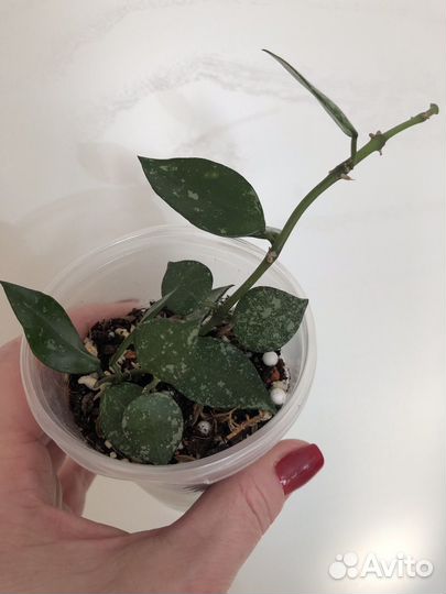 Хойи сортовые