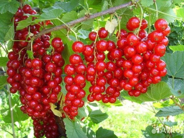 Красная смородина